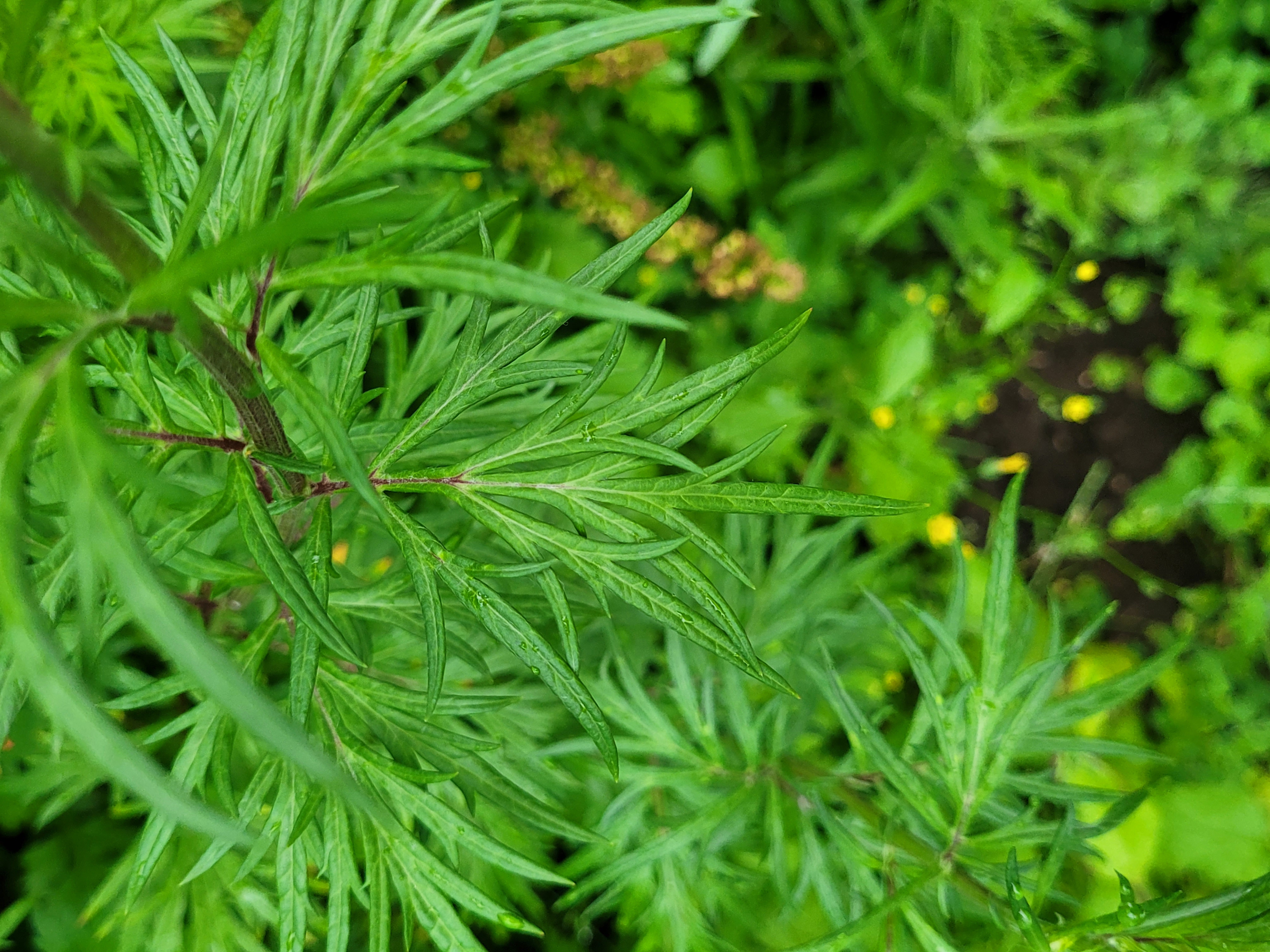A dense bed of medicinal herbs growing in a hillside garden