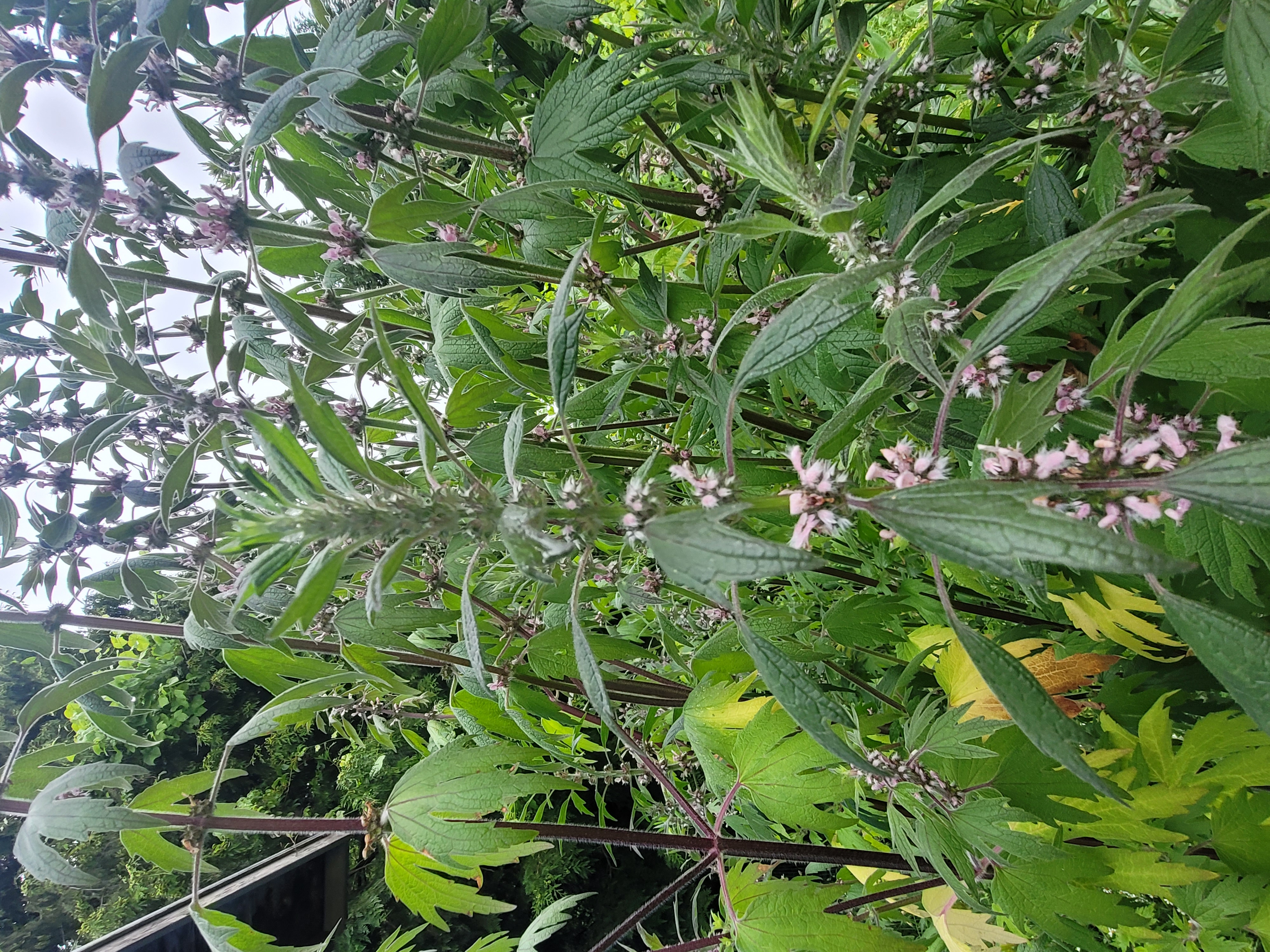 Motherwort in flower, its blossoms evenly spaced up the stalk