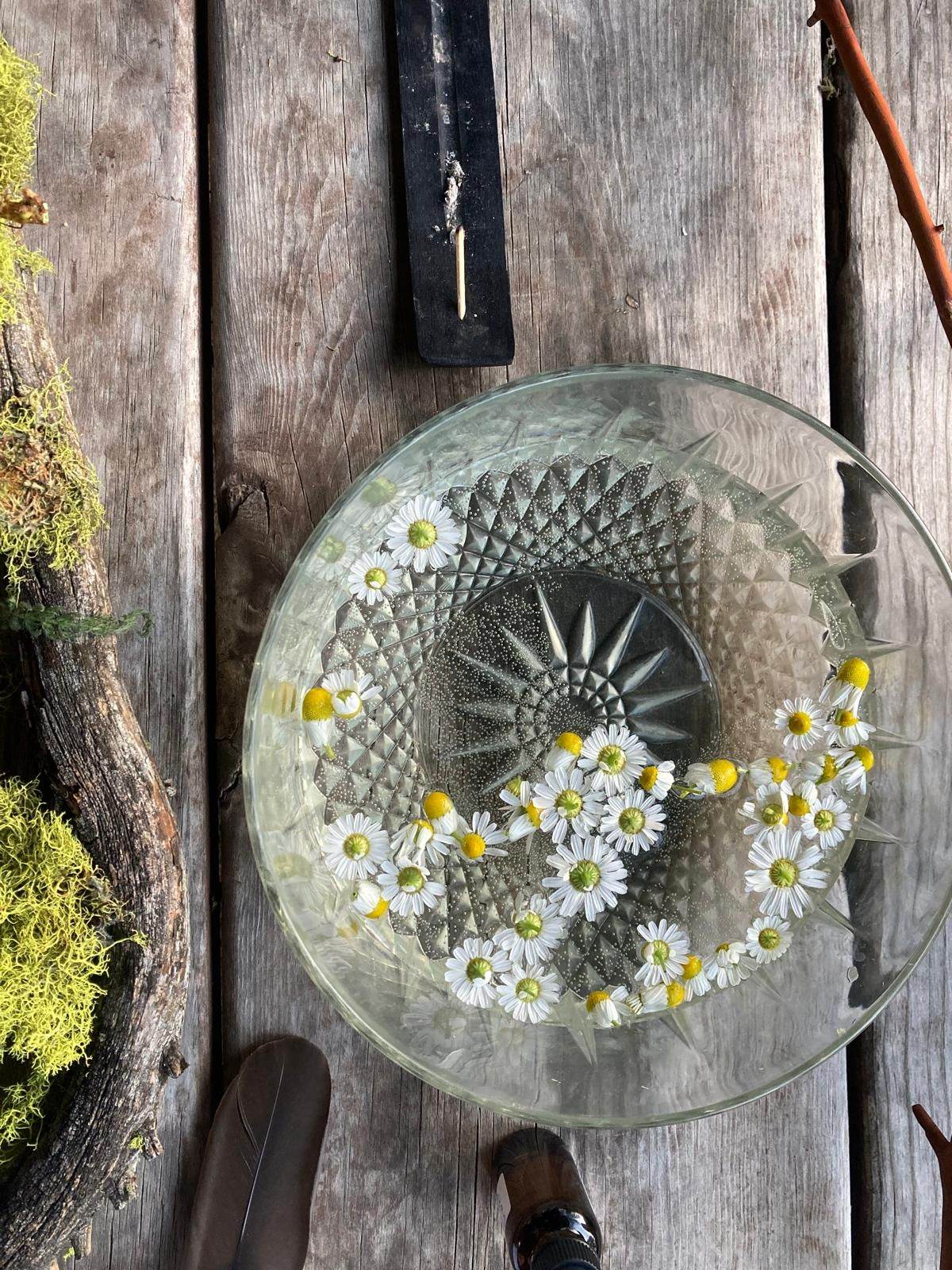 Freshly picked chamomile flowers laid out on a glass dish