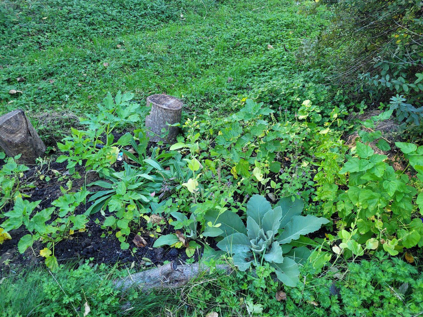 A dense bed of medicinal herbs growing in a hillside garden