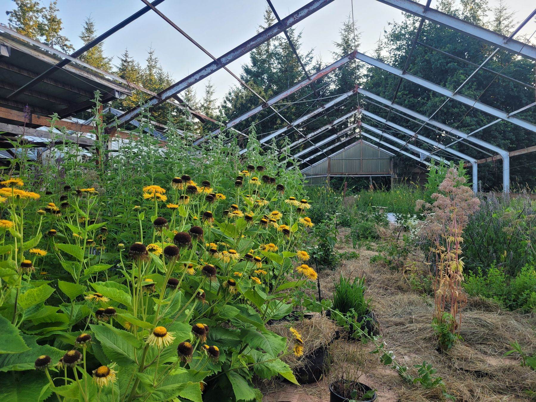 Calendula and medicinal herbs growing in long beds beside a greenhouse