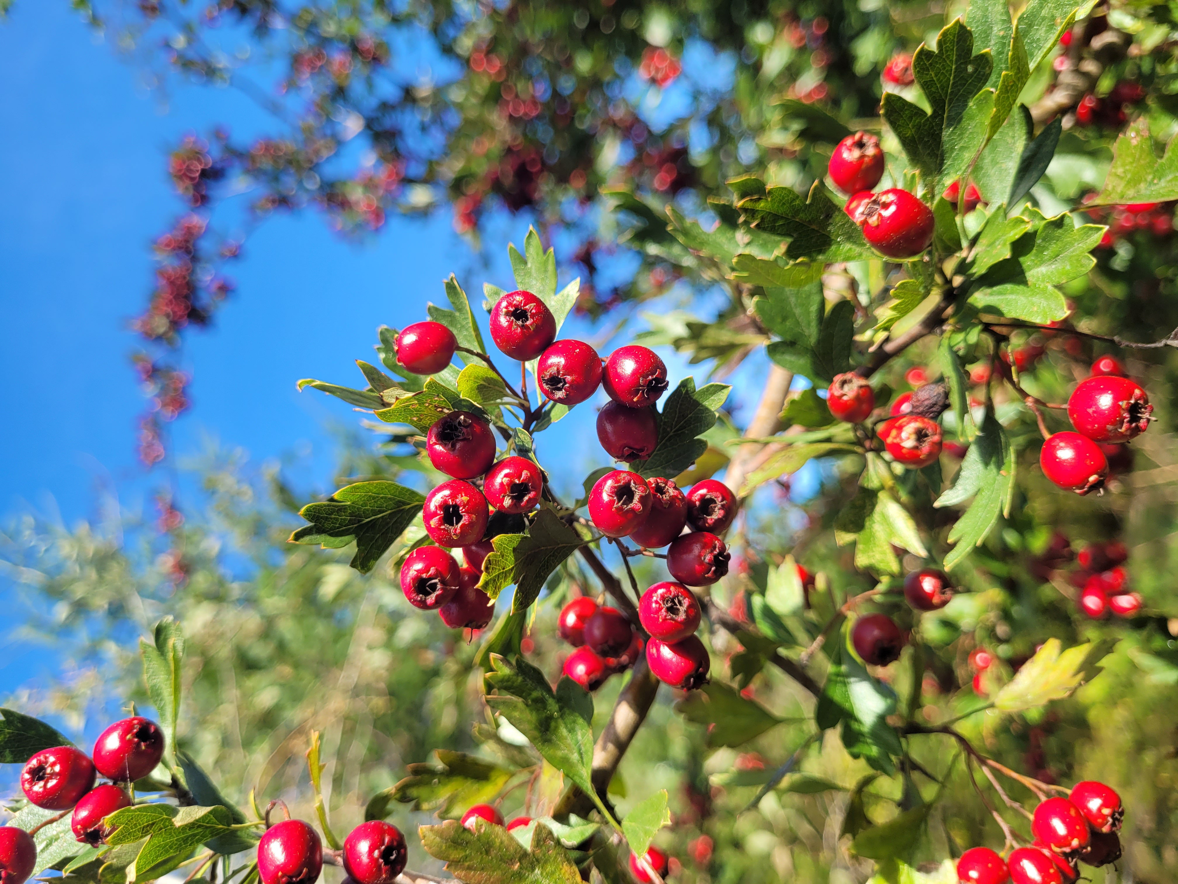 Ripe red hawthorn berries on the branch