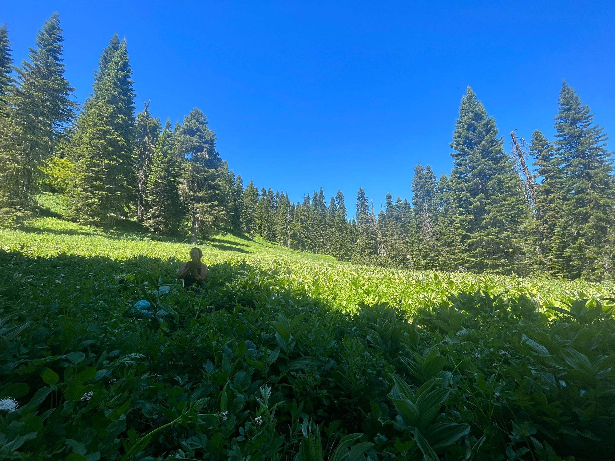 A wide green meadow edged by tall conifers under a clear blue sky