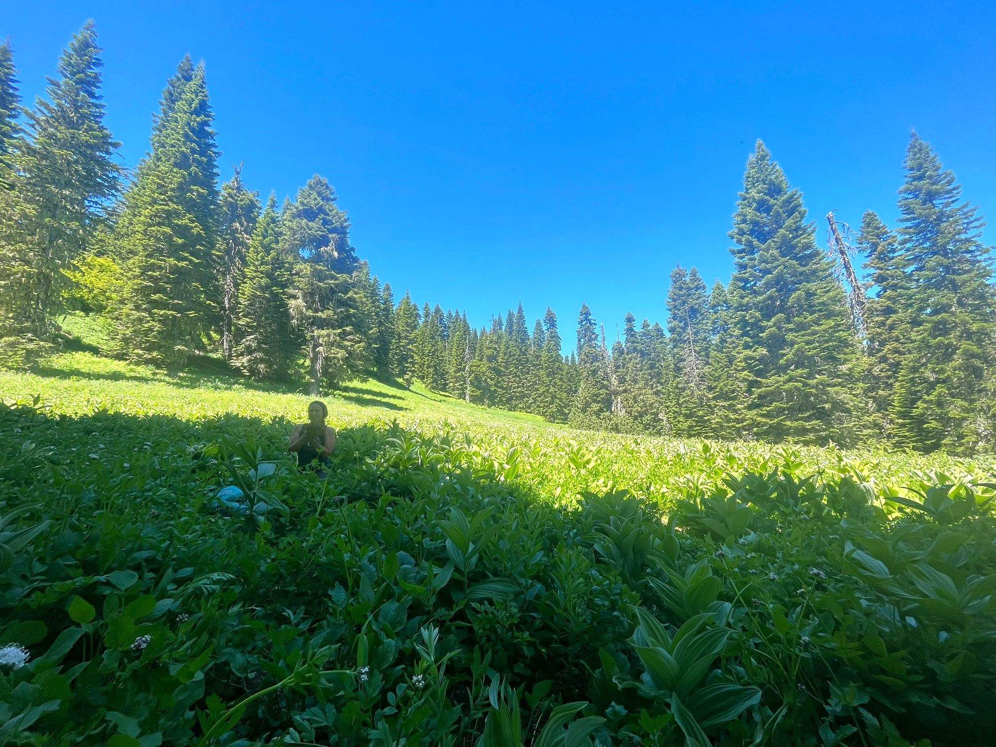 An open green meadow ringed by conifers under a clear sky