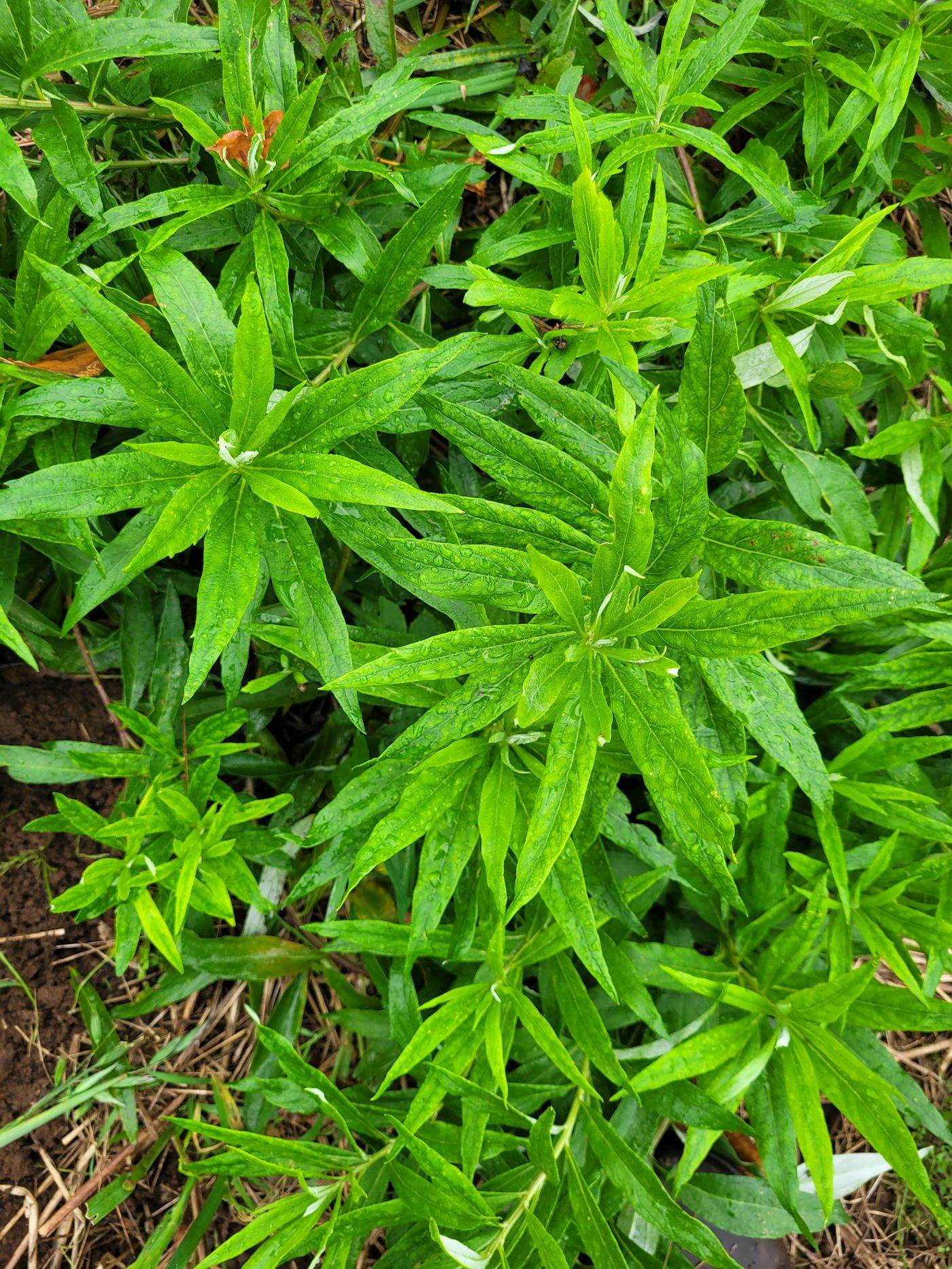 Mugwort leaves showing their pale silver undersides