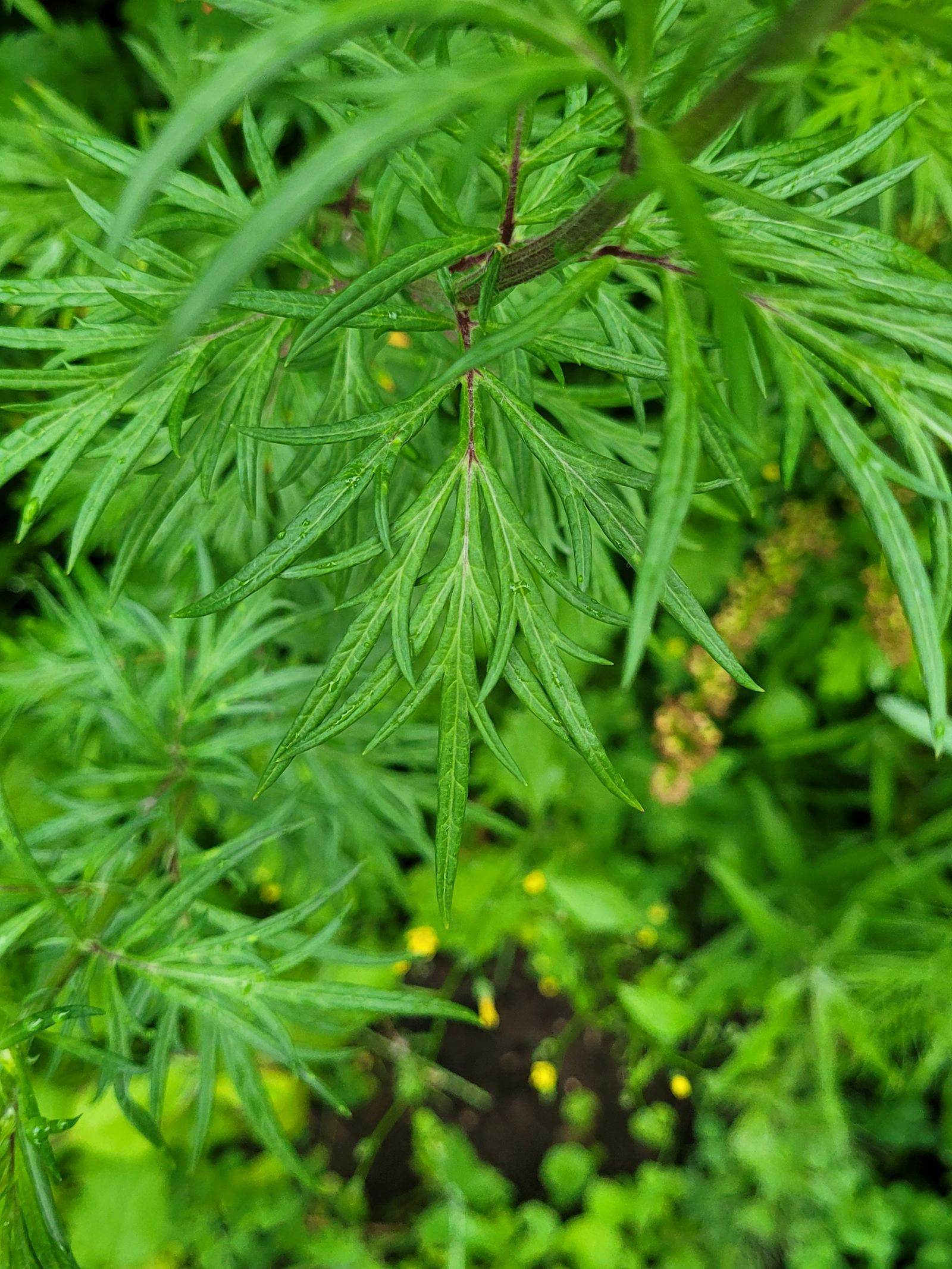 A stand of mugwort growing in the field in summer