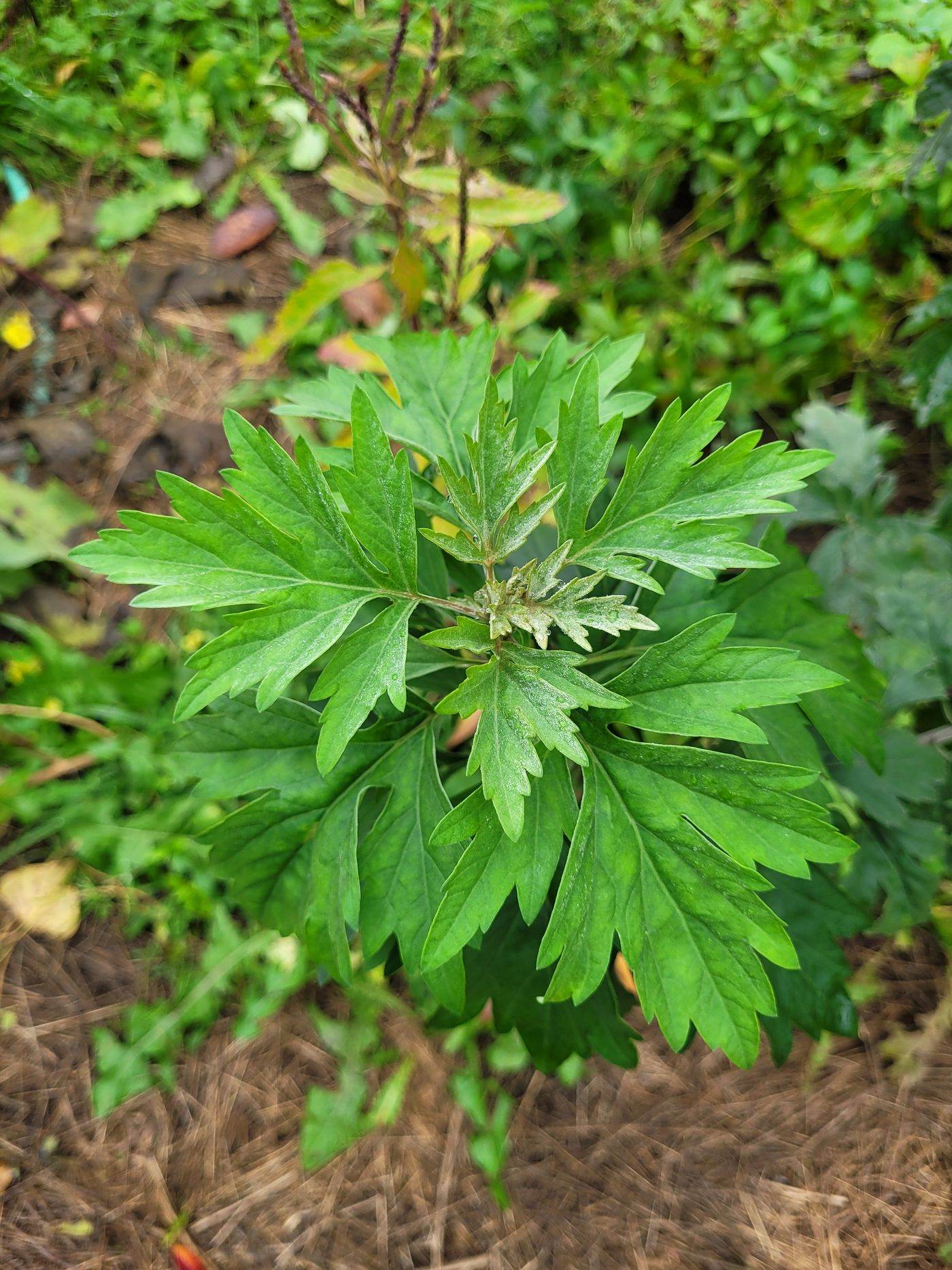 Silvery-backed mugwort leaves in the field