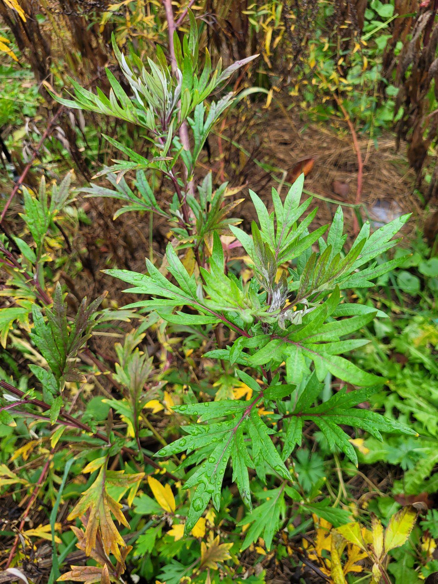 A stand of mugwort growing tall in late summer light
