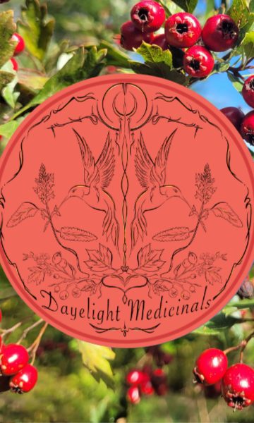 Ripe red hawthorn berries with the Dayelight Medicinals seal