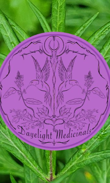Mugwort growing, used for the infused castor oil