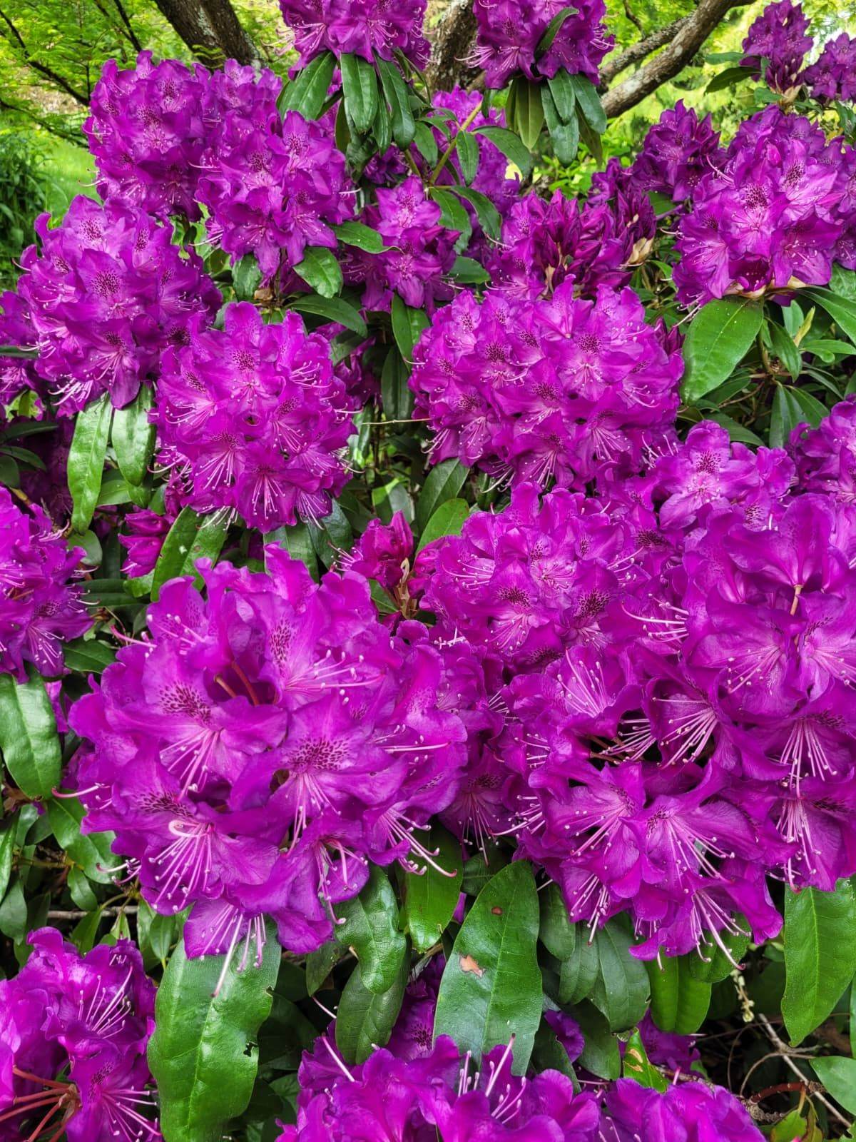 Vivid pink blossoms opening in spring